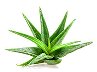 ALOES