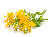 ZIELE ŚWIĘTOJAŃSKIE