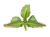 ŻYWORÓDKA PIERZASTA